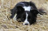 BORDER COLLIE 621